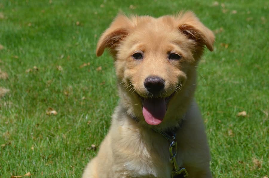 Doral Dog Bite Attorney